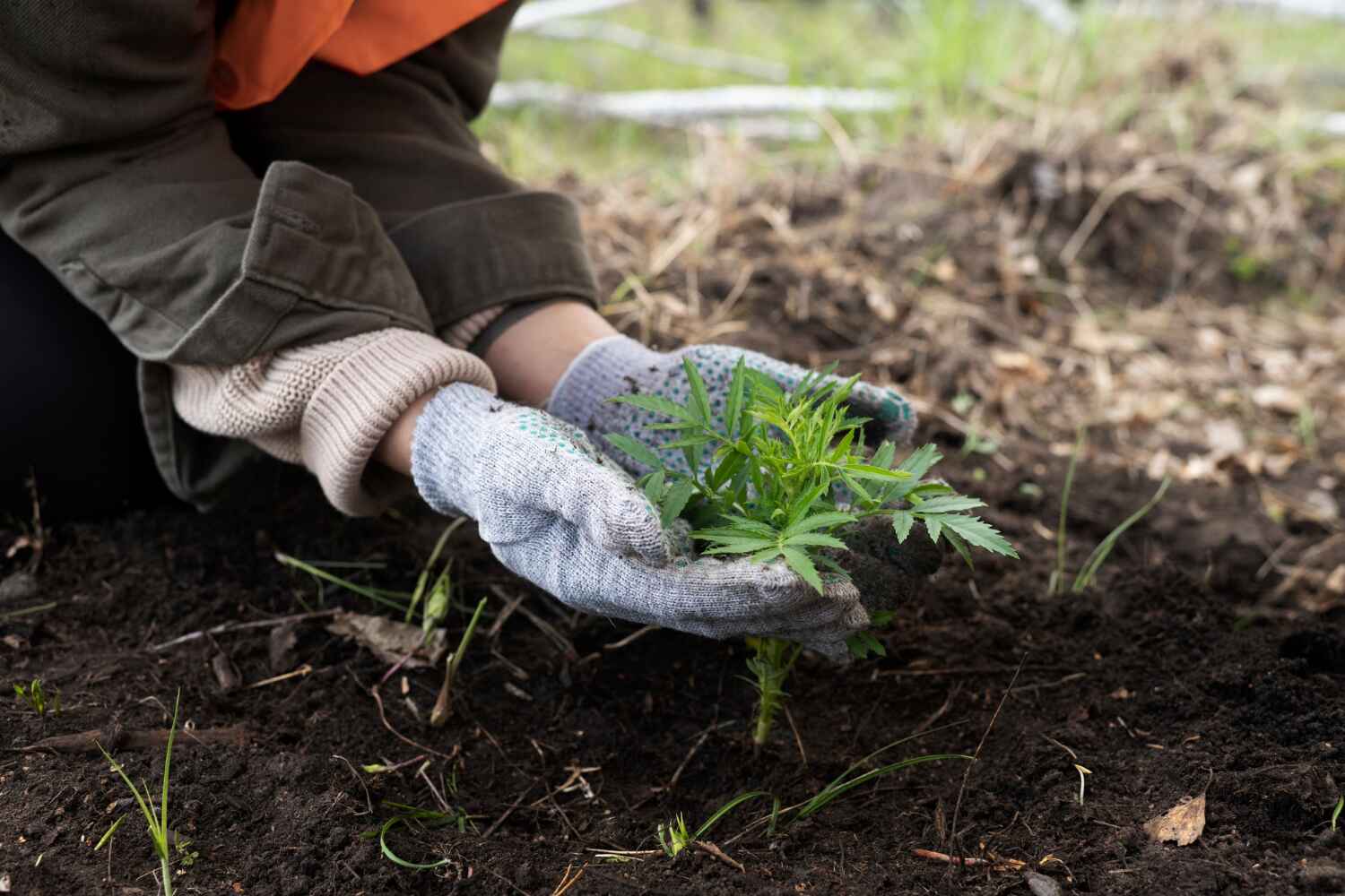 Best Tree Care Services  in St Peter, MN